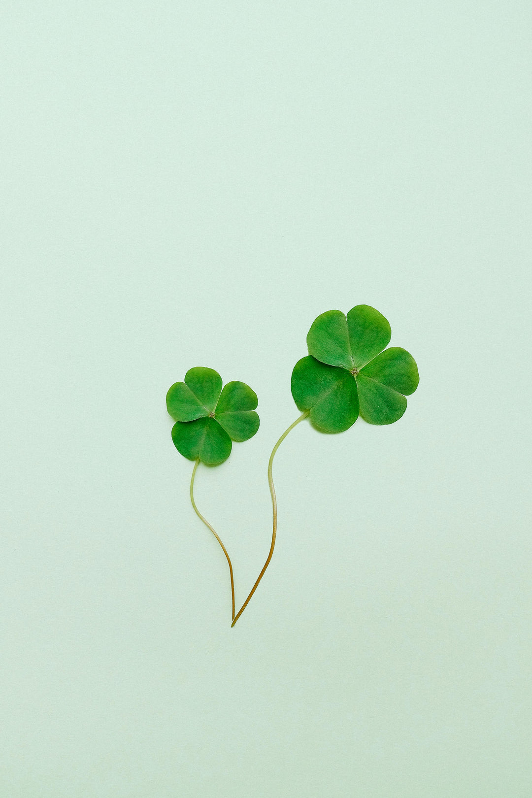 St. Patrick's Day