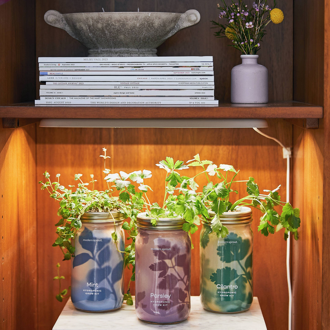 Cilantro Herb Garden Jar