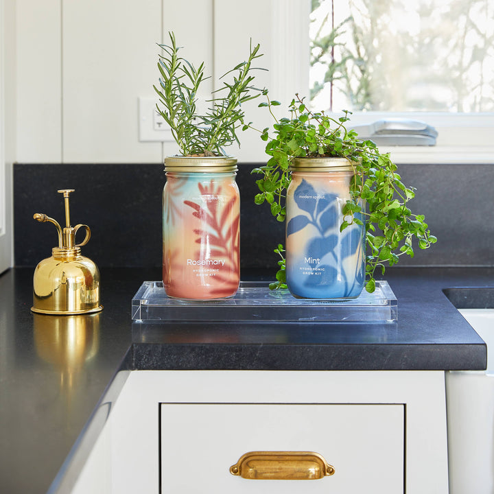 Cilantro Herb Garden Jar