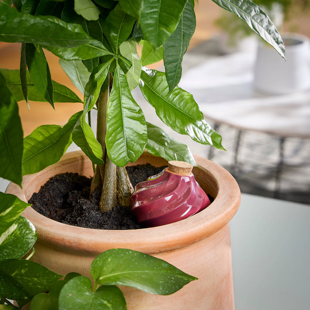 Sage Terracotta Watering Bulb