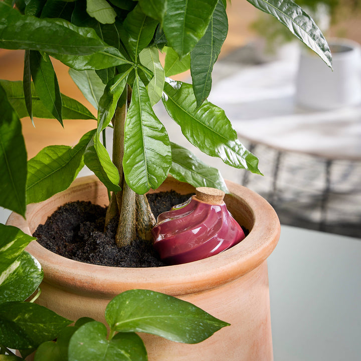 Sage Terracotta Watering Bulb