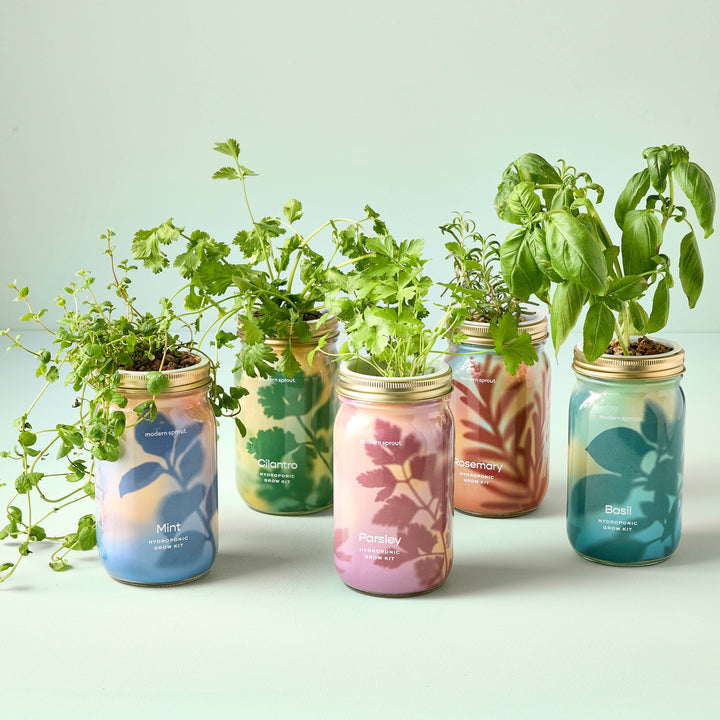Cilantro Herb Garden Jar