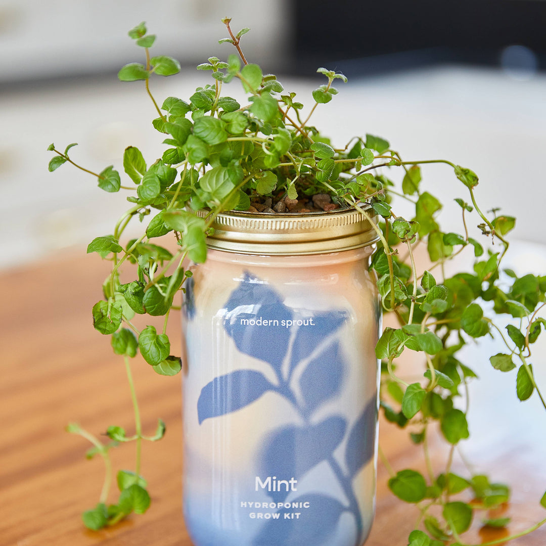 Rosemary Herb Garden Jar