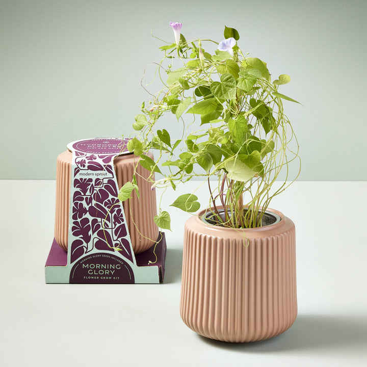 Daisy Daydream Flower Grow Kit