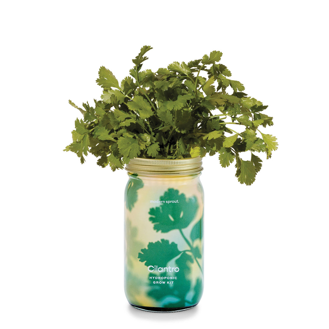 Rosemary Herb Garden Jar