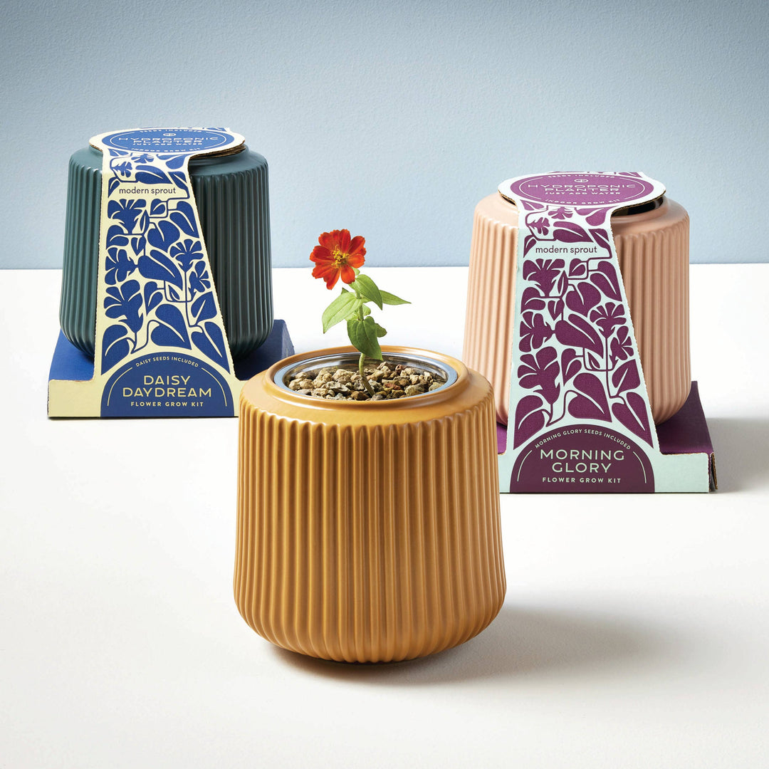 Daisy Daydream Flower Grow Kit