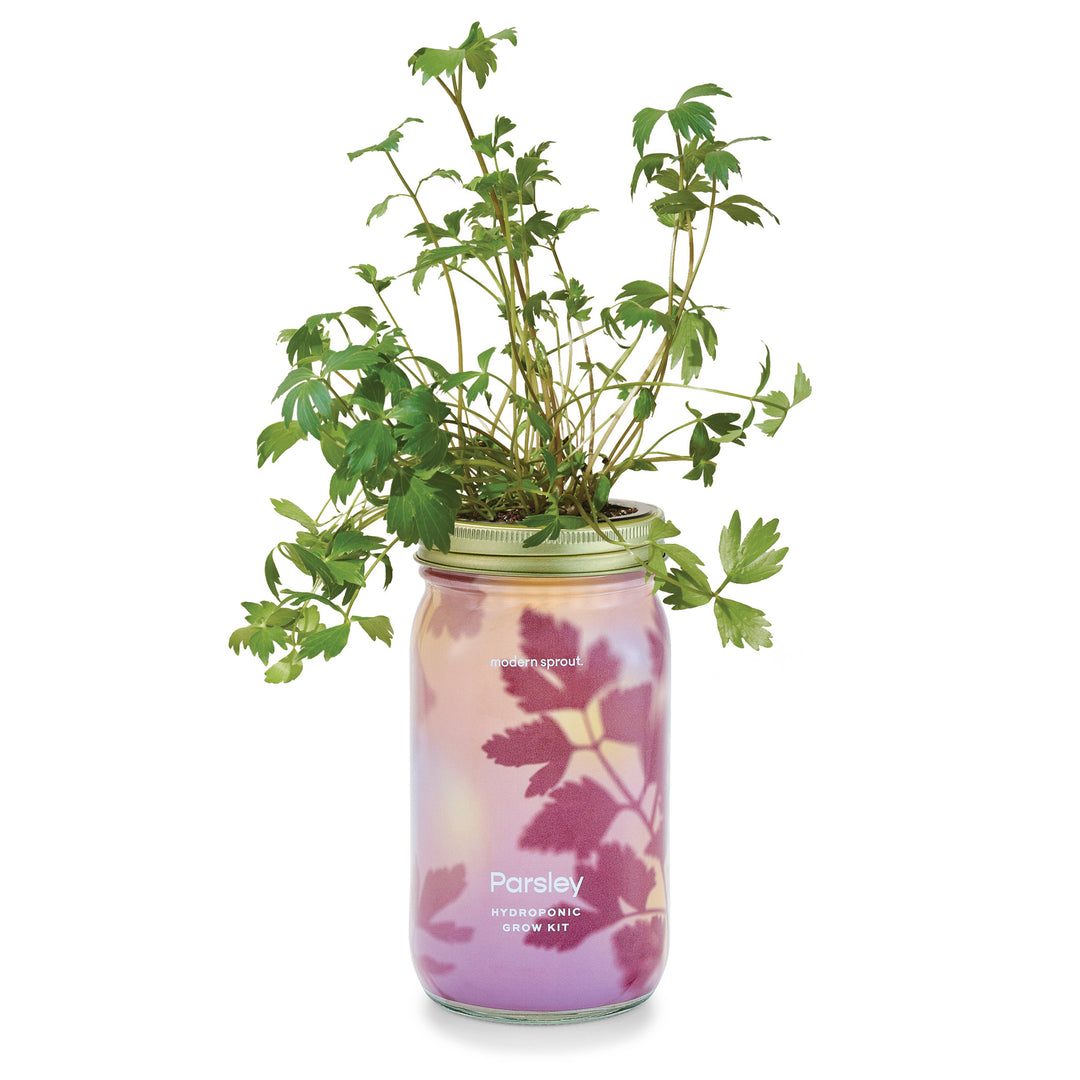 Rosemary Herb Garden Jar