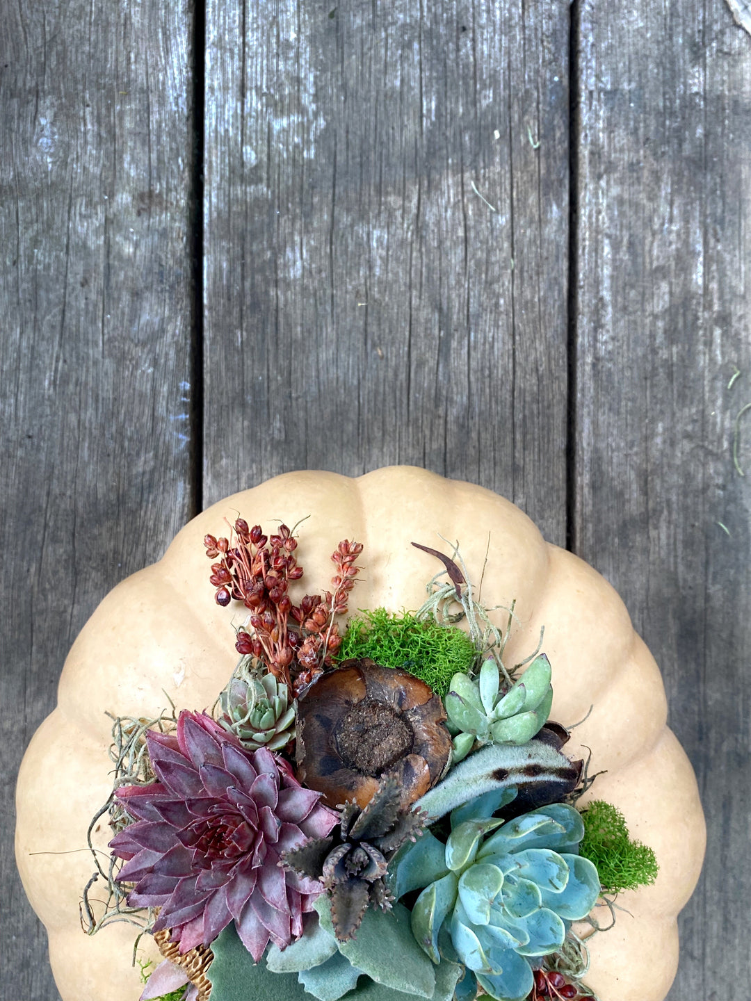 Create Your Own Succulent Pumpkin With Allison Jaeger