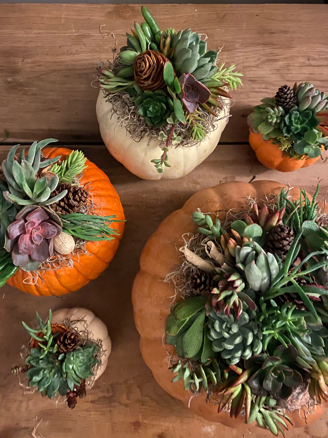 Create Your Own Succulent Pumpkin With Allison Jaeger