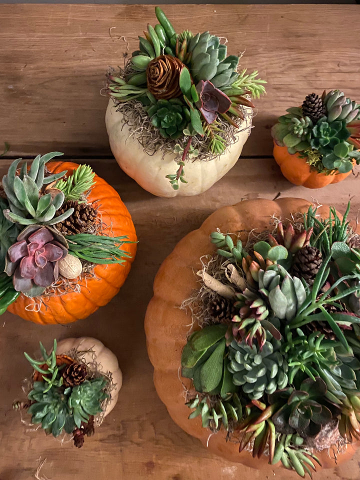 Create Your Own Succulent Pumpkin With Allison Jaeger