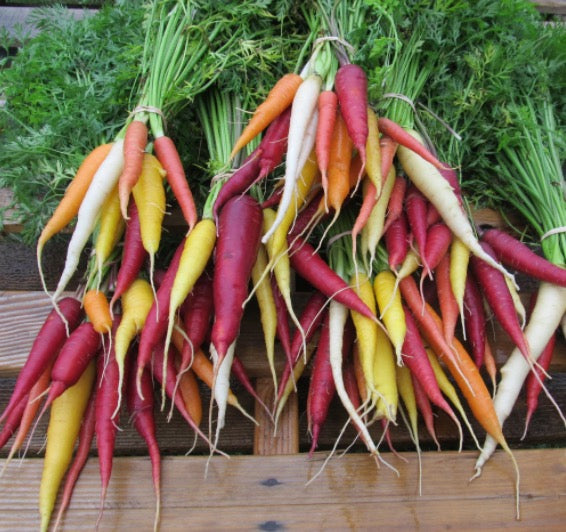 Kaleidoscope Carrot Seed Pack