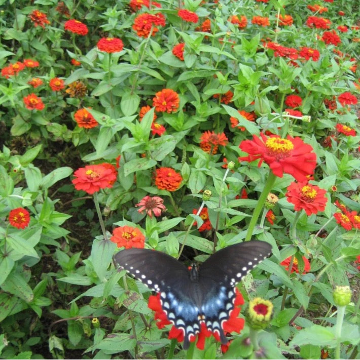 Gift Zinnia Seed Pack