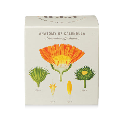 Catalan Calendula Plant The Box Candle, 9 Oz