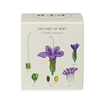 Crushed Mint Plant The Box Candle, 9 Oz