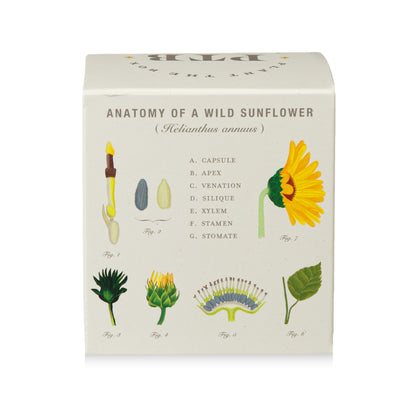 Sweet Sunflower Plant The Box Candle, 9 Oz