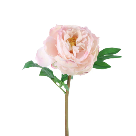 Exhibition Peony