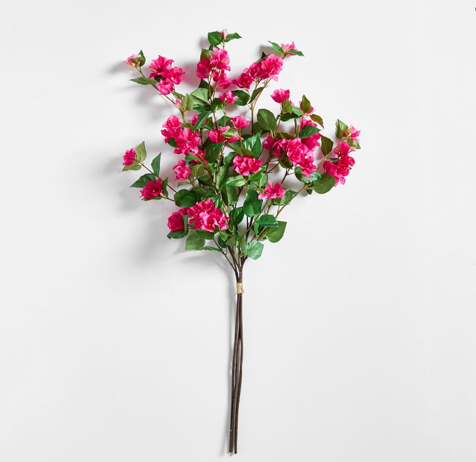 Bougainvillea