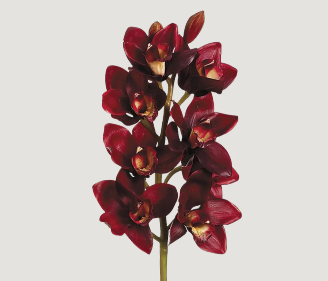 Cymbidium Orchid Garnet