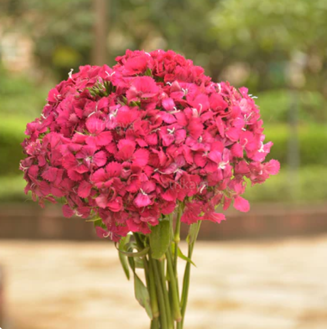 Sweet William Pink