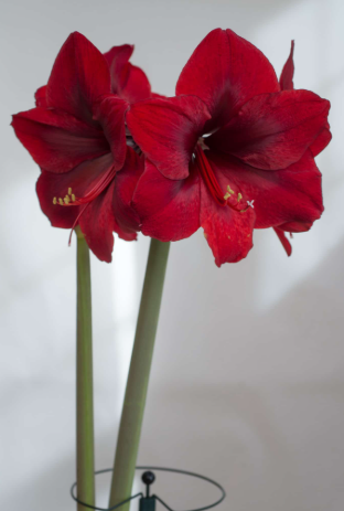 Grand Red Amaryllis