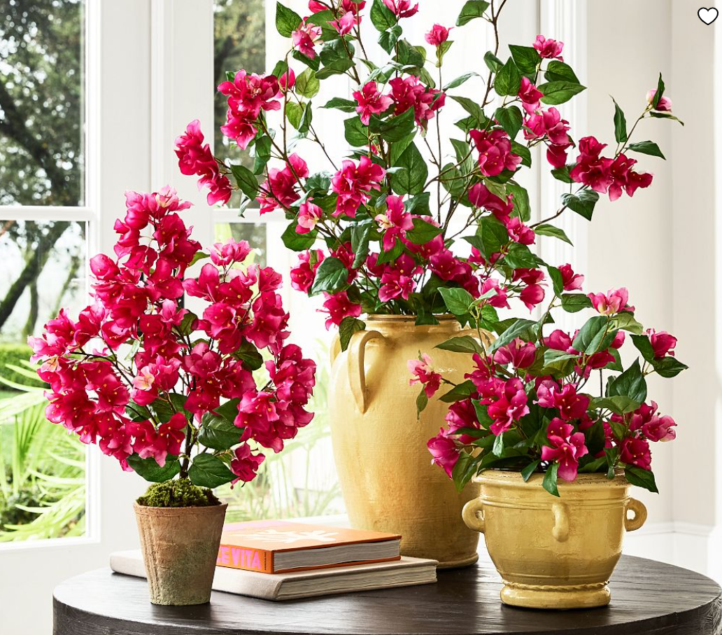 Bougainvillea