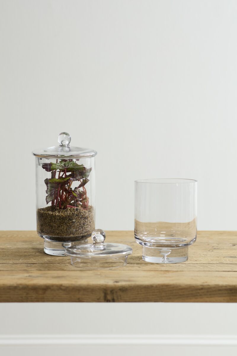 Asteridge Terrarium