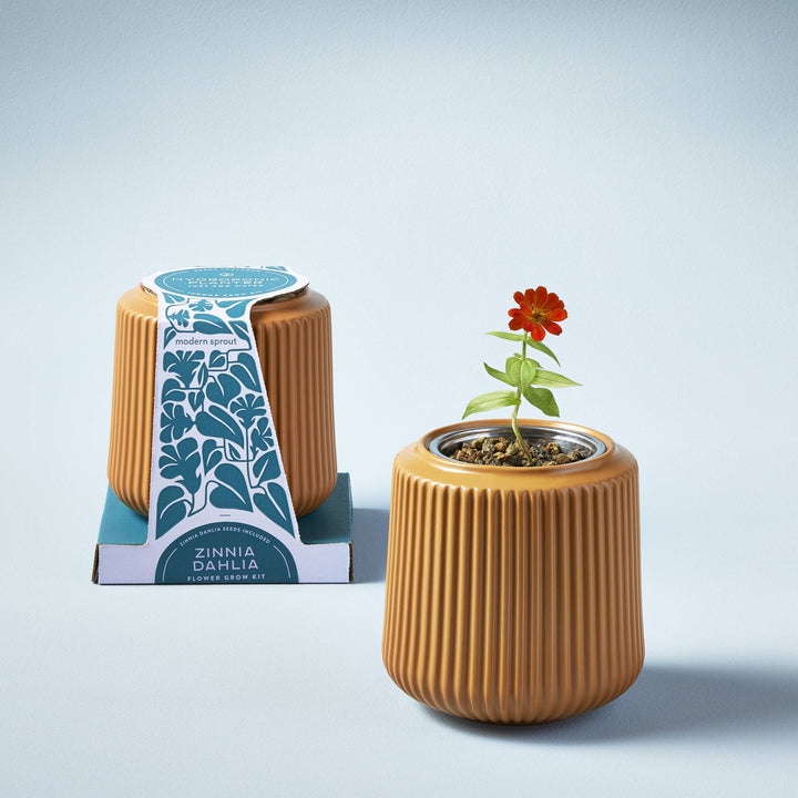 Daisy Daydream Flower Grow Kit