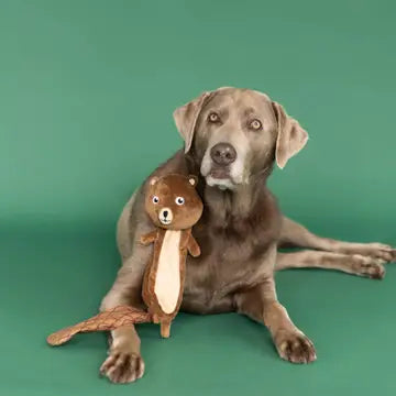 Mr. Gnaw It All Flat Plush Dog Toy