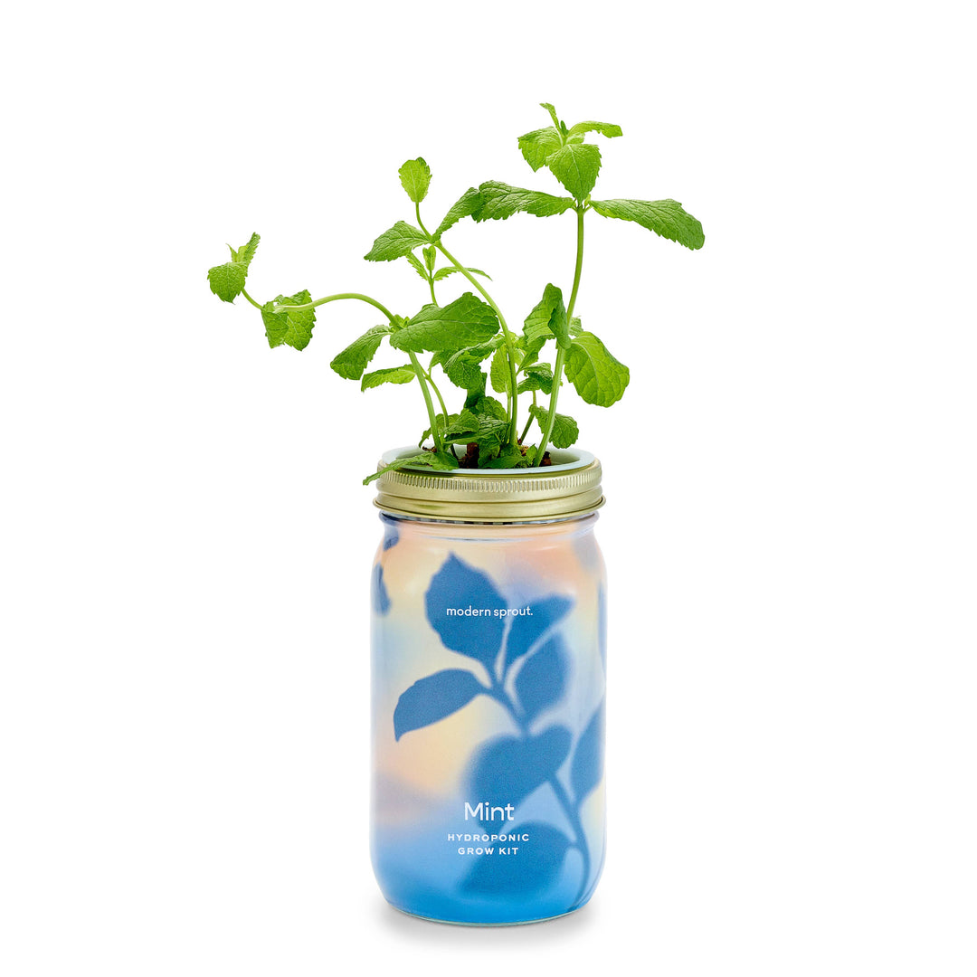 Lavender Herb Garden Jar