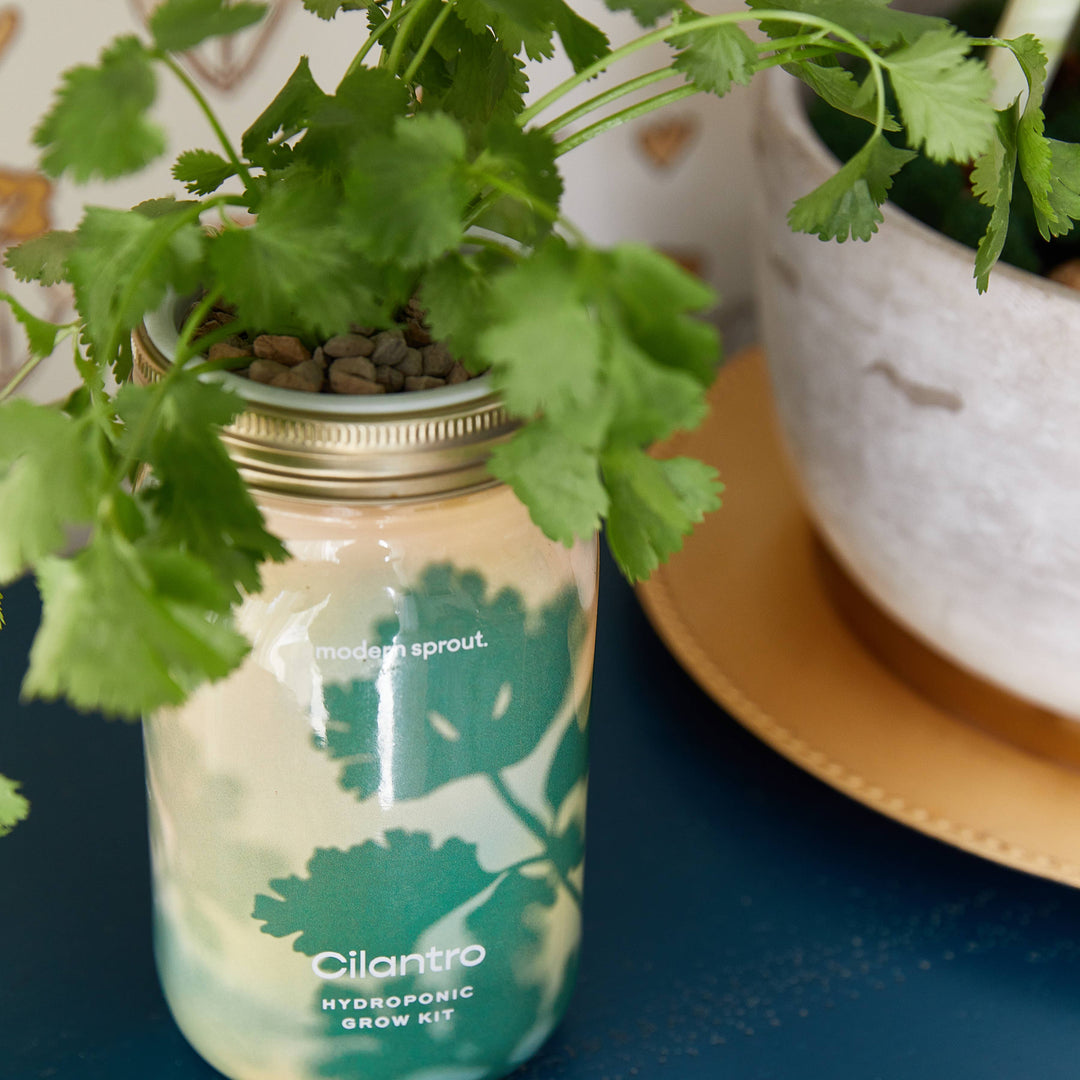 Cilantro Herb Garden Jar