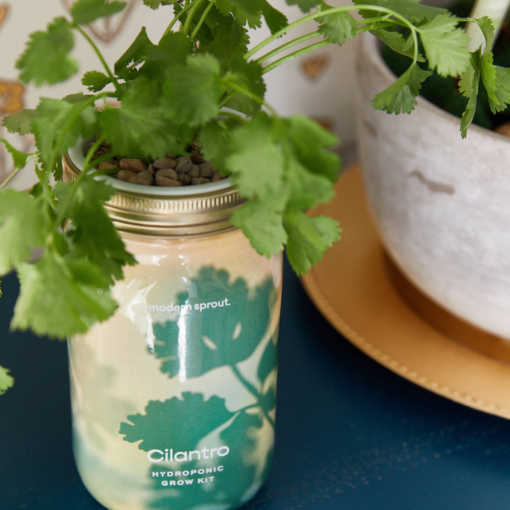 Cilantro Herb Garden Jar