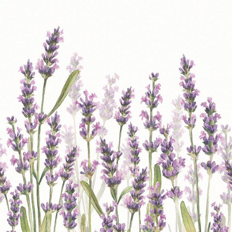 BEV-LAVENDER SHADES WHITE