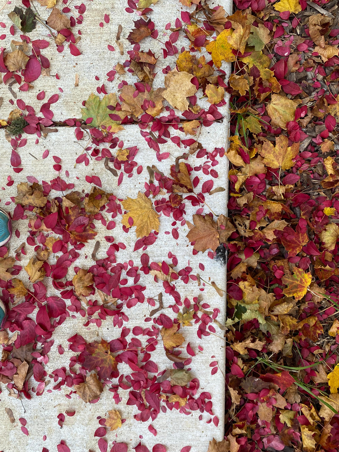 Ecoprinting with Autumn Leaves Foliage